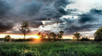 Field & Sunset Wall Art