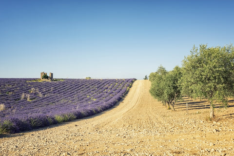 Fields In Provence Wall Art