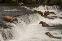 Five bears salmon fishing Wall Art
