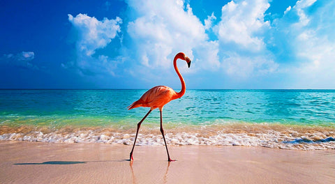 Flamingo On The Beach Wall Art