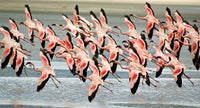 Flamingo's in Tanzania Wall Art