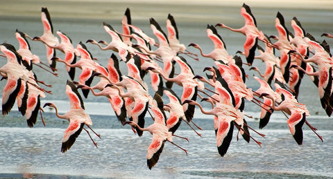 Flamingo's in Tanzania Wall Art
