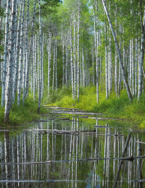 Flooded Grove Wall Art