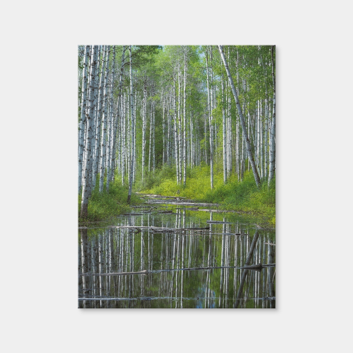 AUTO-MOCKUP WHITE | Flooded Grove | 1 Piece | Gallery Wrap Canvas | group=3x4