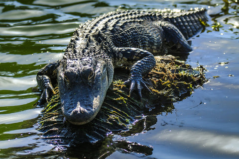 Florida Alligator Wall Art