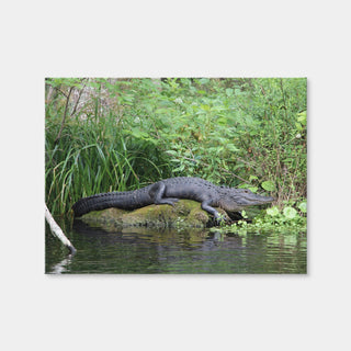 AUTO-MOCKUP WHITE | Florida Alligator - Silver Springs State Park | 1 Piece | Gallery Wrap Canvas | group=4x3