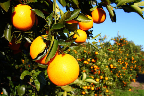 Florida Oranges Wall Art