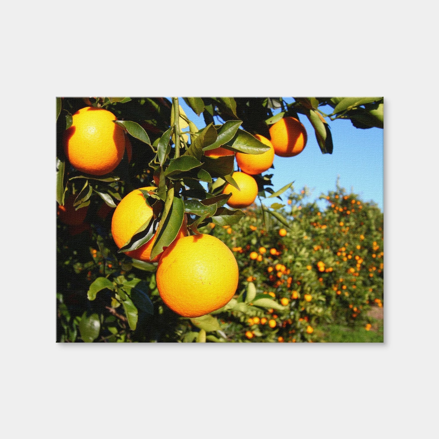 AUTO-MOCKUP WHITE | Florida Oranges | 1 Piece | Gallery Wrap Canvas | group=4x3