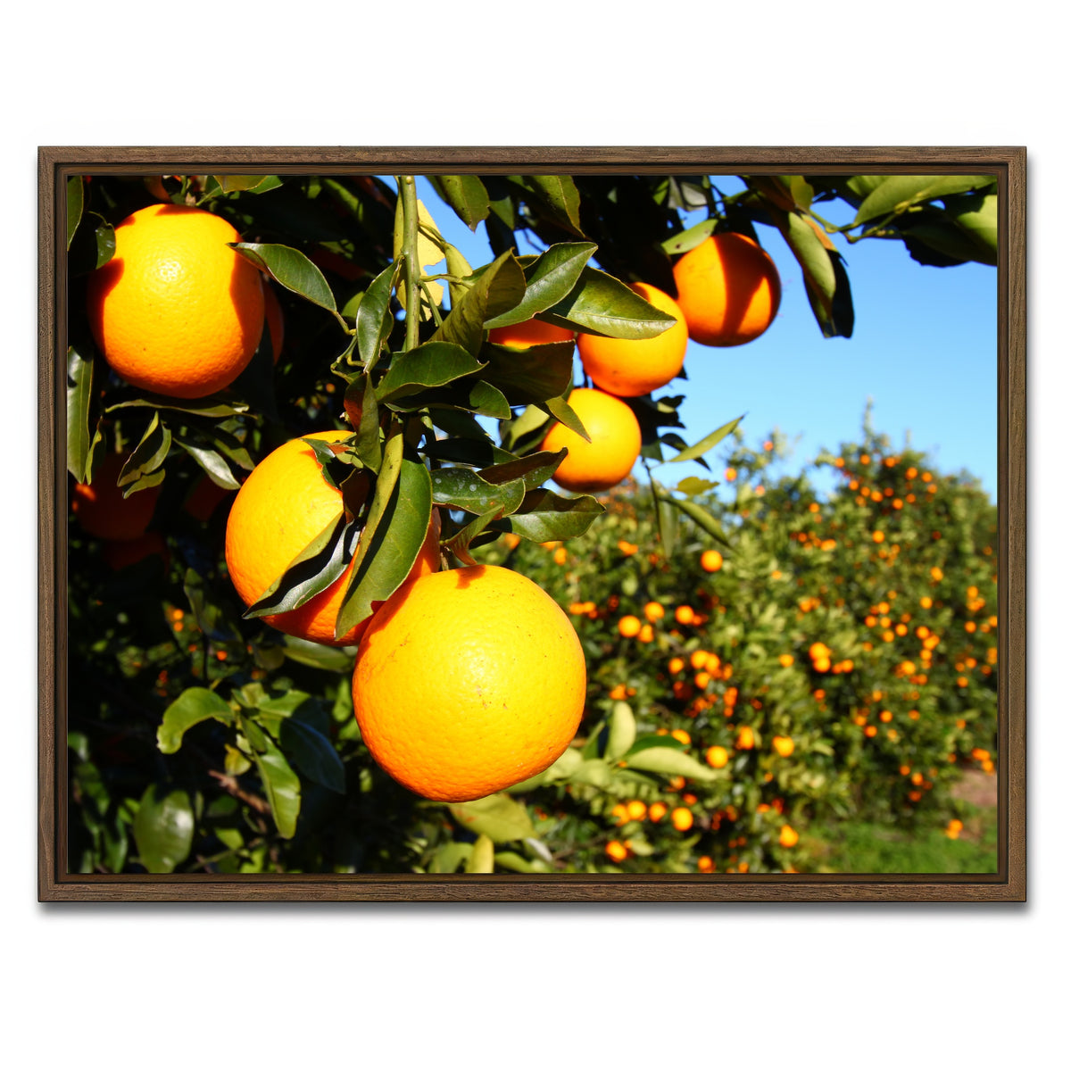 AUTO-MOCKUP WHITE | Florida Oranges | 1 Piece | Walnut Framed Canvas | group=4x3