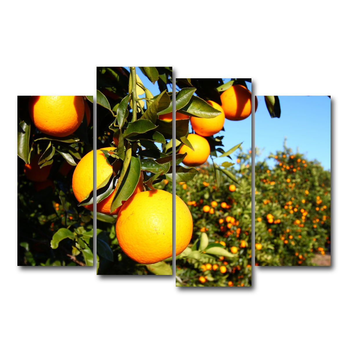 AUTO-MOCKUP WHITE | Florida Oranges | 4 Piece | Gallery Wrap Canvas | group=4_normal