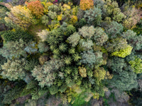Forest From Above Wall Art