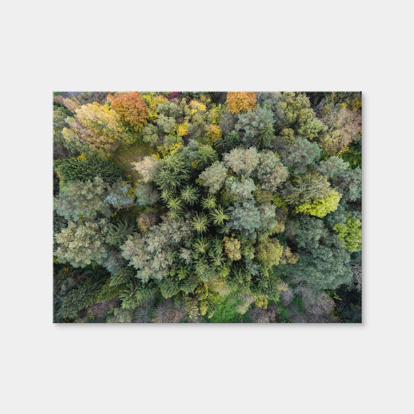 AUTO-MOCKUP WHITE | Forest From Above | 1 Piece | Gallery Wrap Canvas | group=4x3
