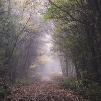Forest Path Wall Art