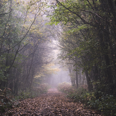 Forest Path Wall Art