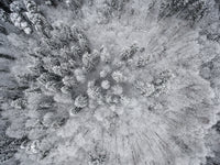 Forest Snow Wall Art