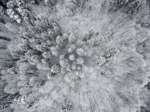 Forest Snow Wall Art
