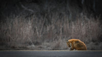 Fox Road Wall Art