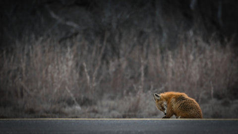 Fox Road Wall Art