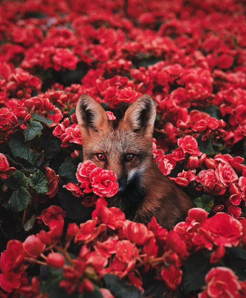 Fox and Flowers Wall Art
