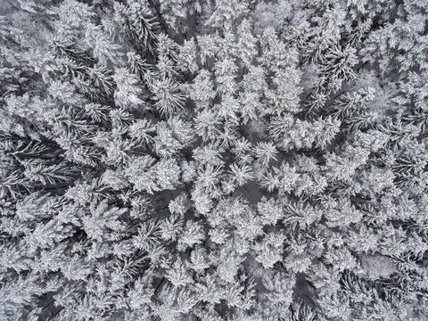 Frosted Tips Wall Art