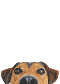 Funny Dog Face Wall Art