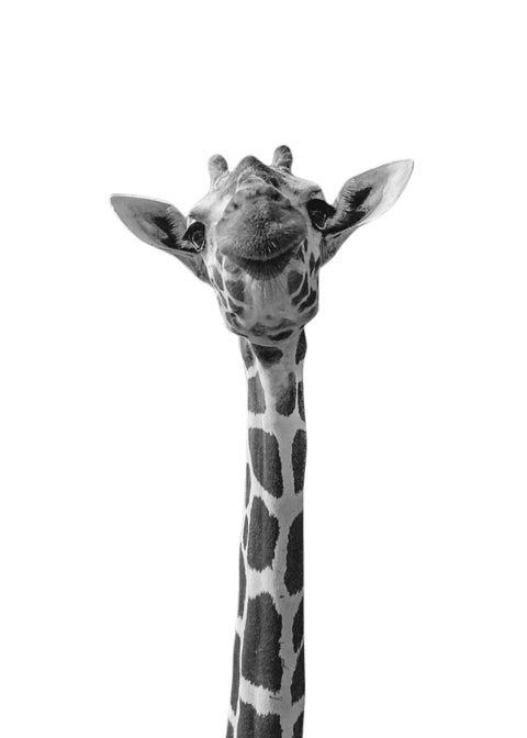 Funny Giraffe Wall Art