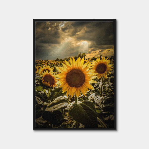 Girasoli Wall Art — Framed Canvas Format preview