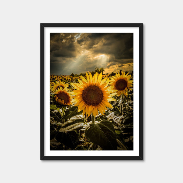 Girasoli Wall Art — Framed Print Format preview