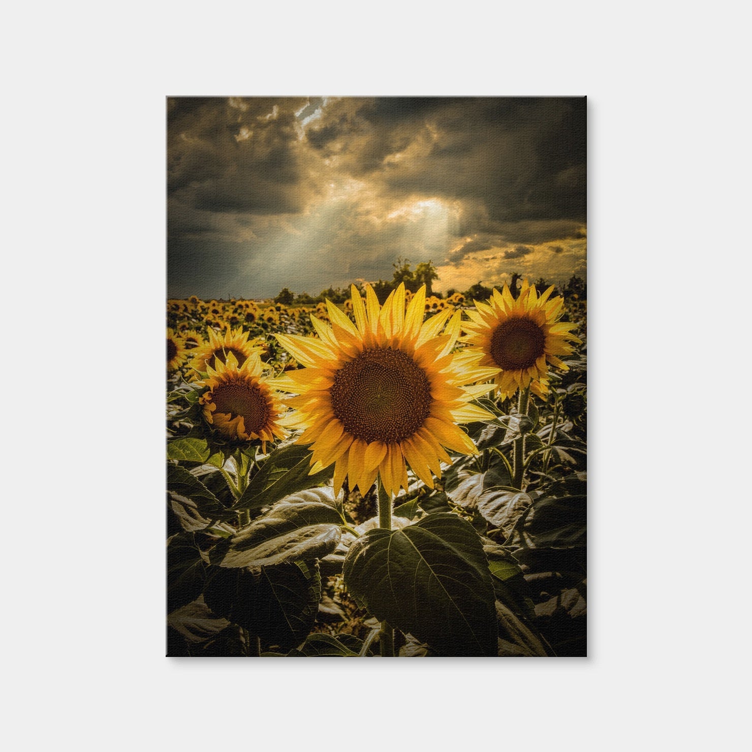 AUTO-MOCKUP WHITE | Girasoli | 1 Piece | Gallery Wrap | group=3x4