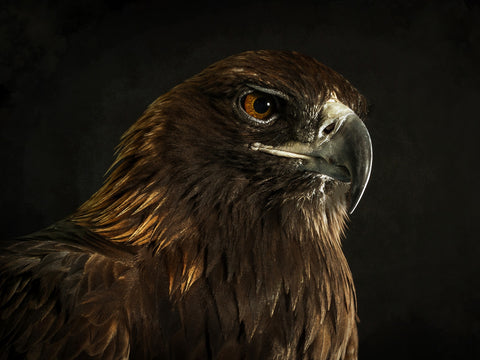 Golden Eagle Wall Art