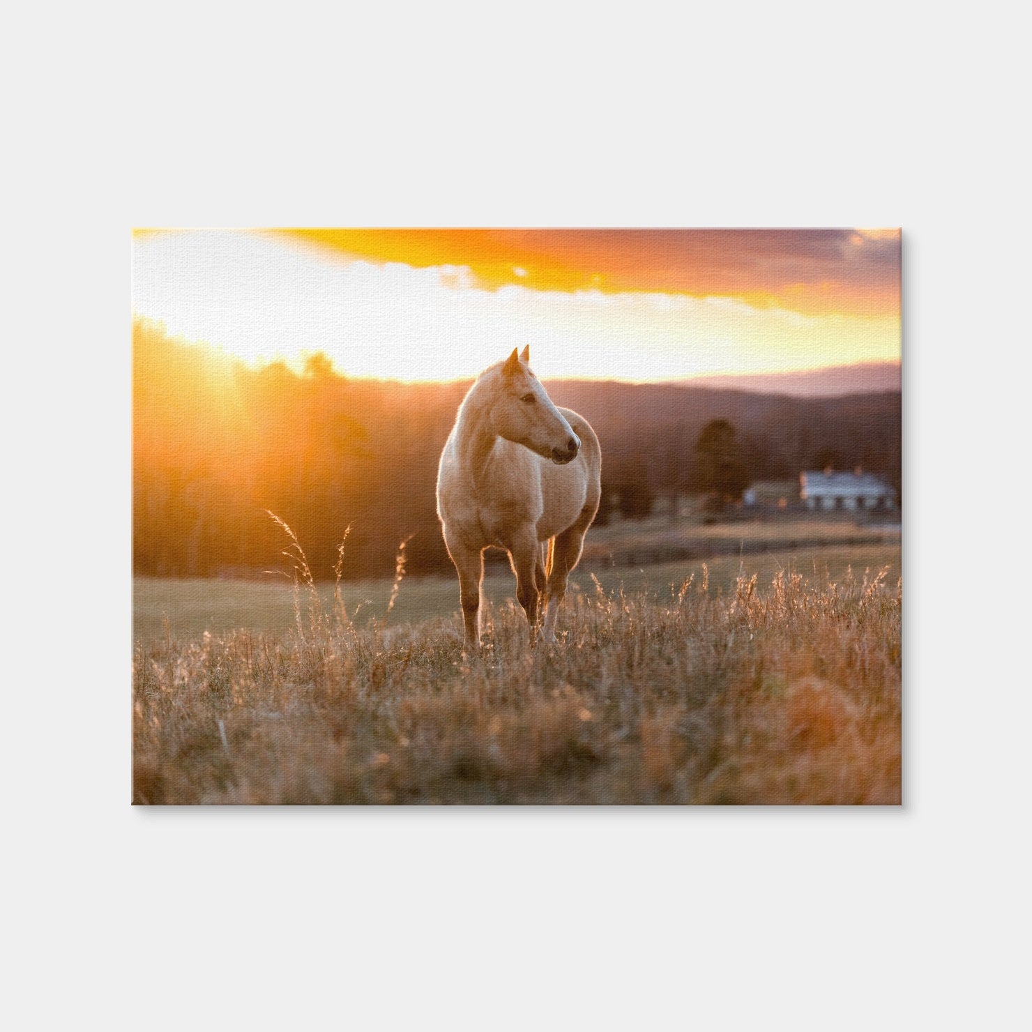 AUTO-MOCKUP WHITE | Golden Horse | 1 Piece | Gallery Wrap Canvas | group=4x3