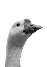 Goose Head Wall Art