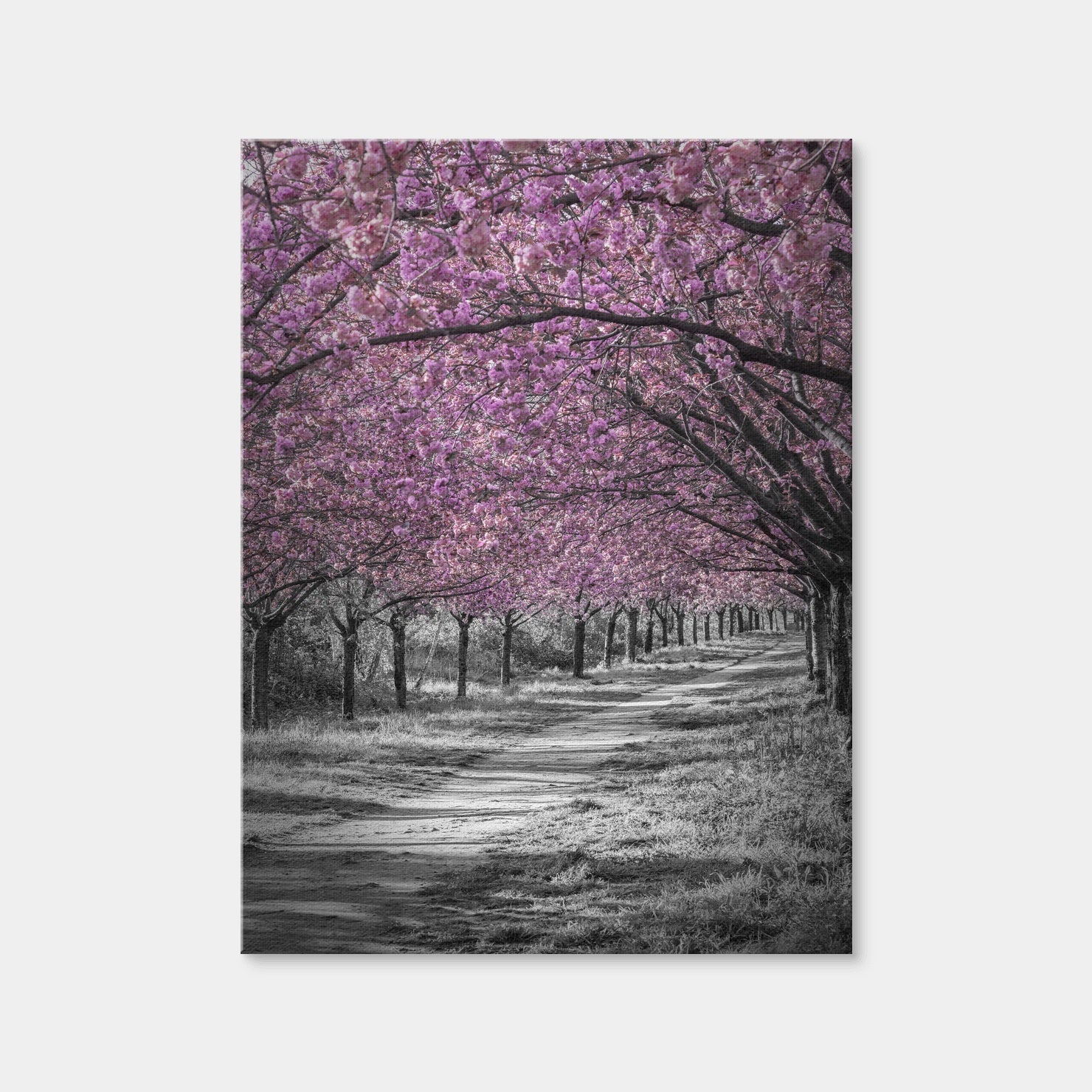 AUTO-MOCKUP WHITE | Gorgeous Cherry Blossom Alley in Pink | 1 Piece | Gallery Wrap Canvas | group=3x4