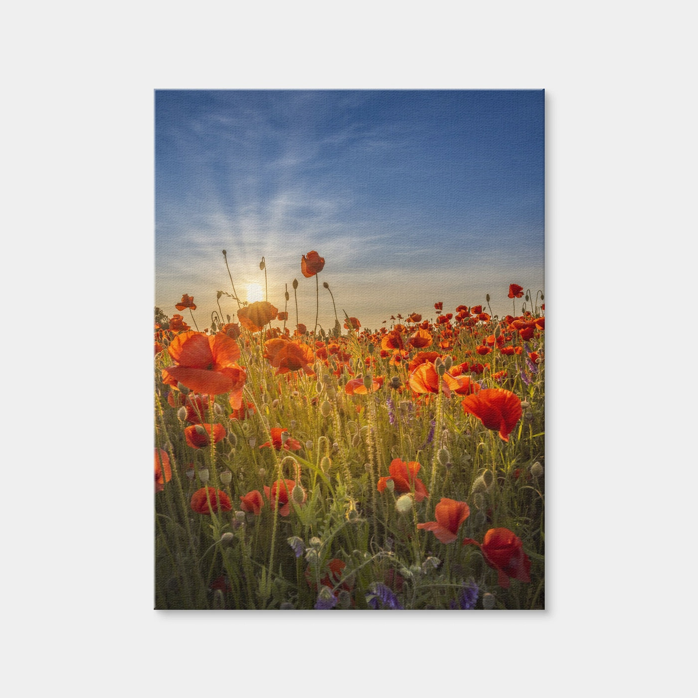 AUTO-MOCKUP WHITE | Gorgeous Sunset in a Poppy Field | 1 Piece | Gallery Wrap Canvas | group=3x4