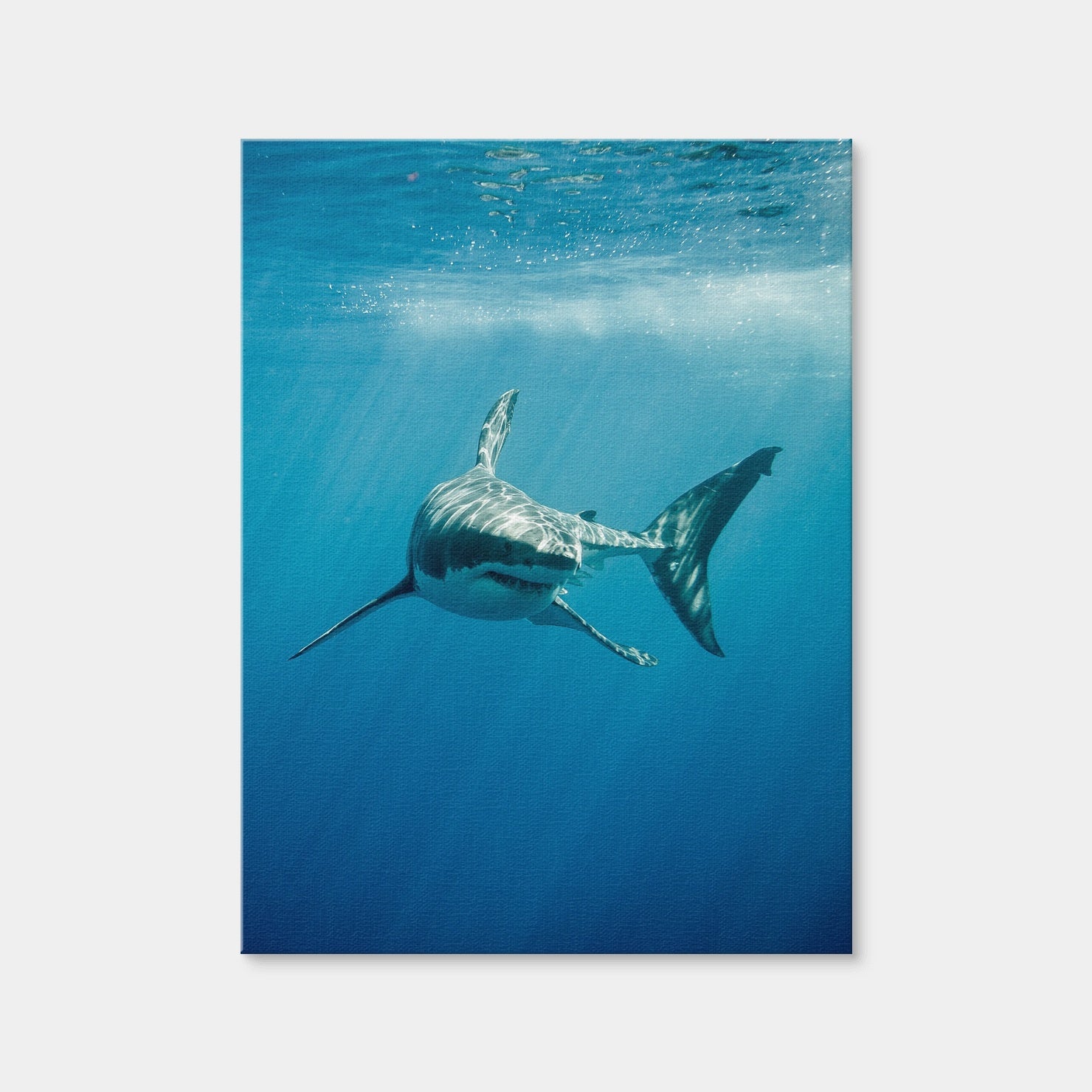 AUTO-MOCKUP WHITE | Great White Shark Swimming | 1 Piece | Gallery Wrap Canvas | group=3x4