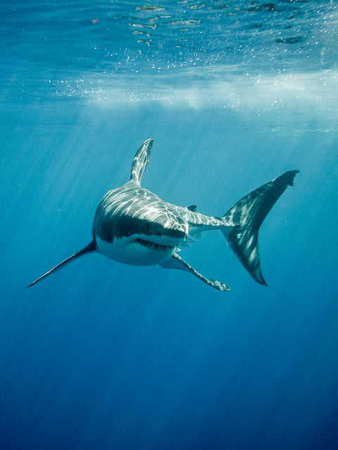 Great White Shark swimming Wall Art