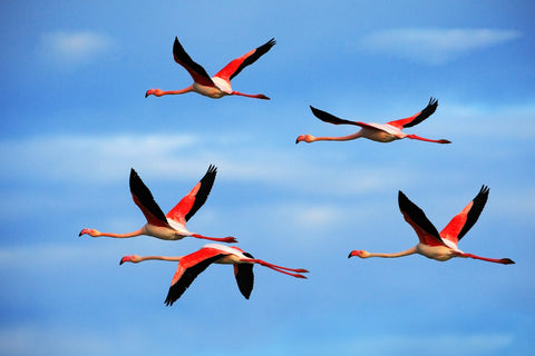 Greater Flamingo's Flying Wall Art
