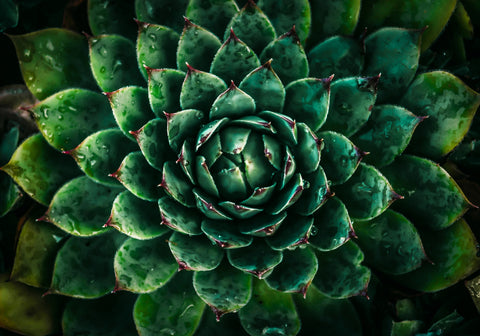 Green Wall Art