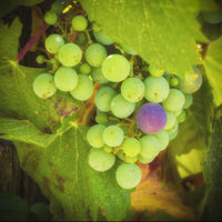 Green Purple Grapes Temecula Valley Wall Art