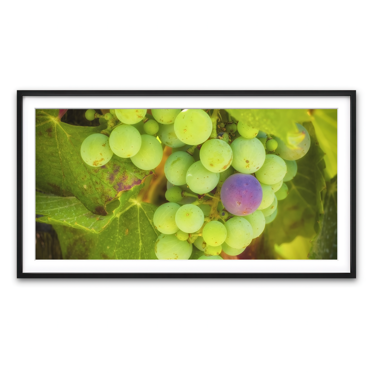 Green Purple Grapes Temecula Valley Wall Art