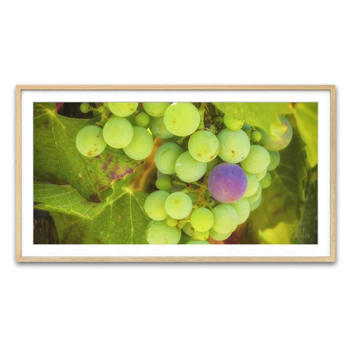 Green Purple Grapes Temecula Valley Wall Art
