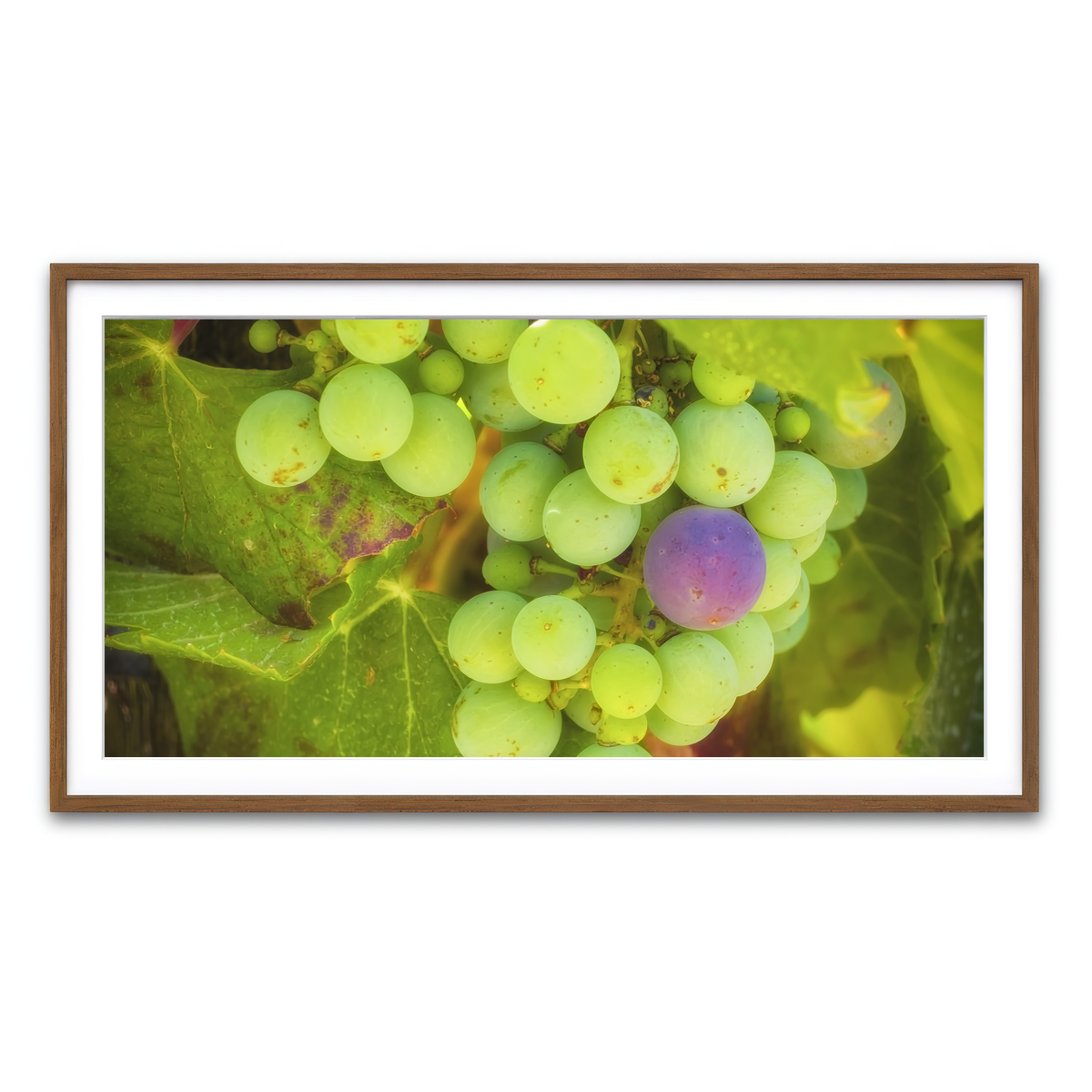Green Purple Grapes Temecula Valley Wall Art