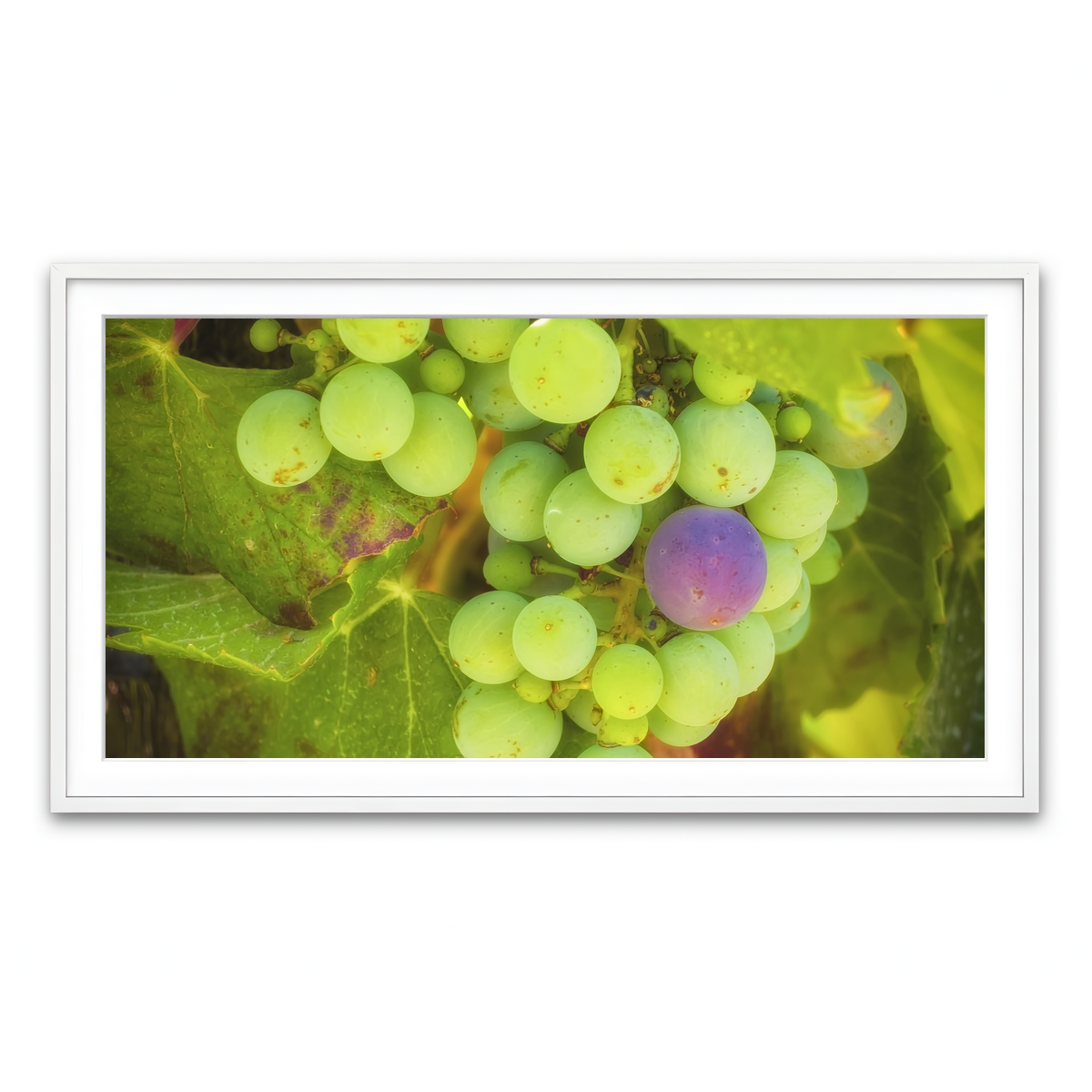 Green Purple Grapes Temecula Valley Wall Art