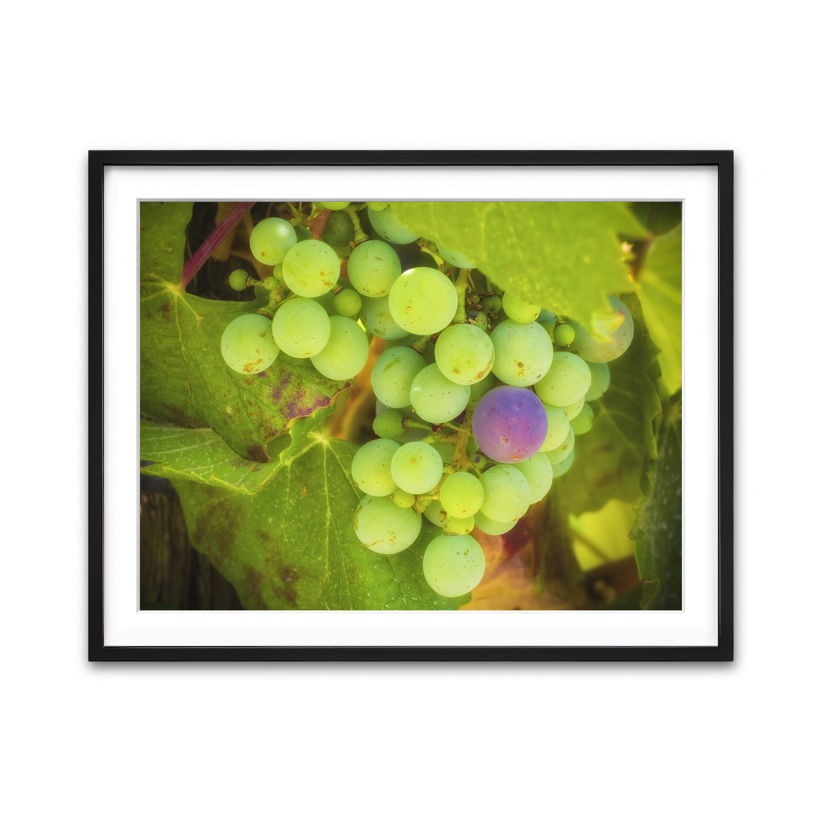 Green Purple Grapes Temecula Valley Wall Art