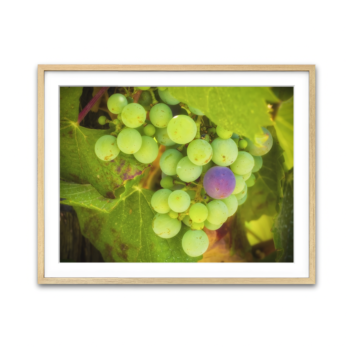 Green Purple Grapes Temecula Valley Wall Art