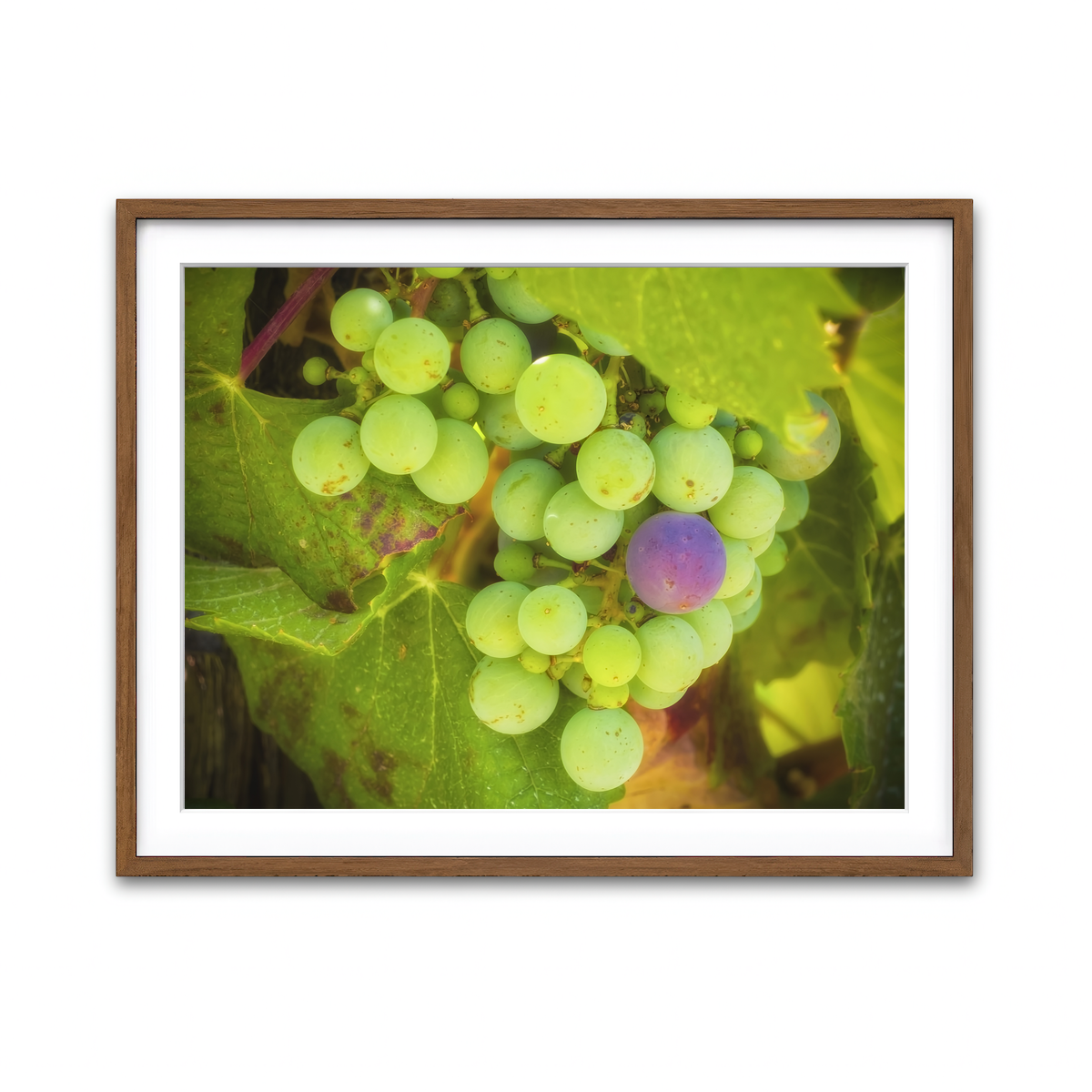 Green Purple Grapes Temecula Valley Wall Art