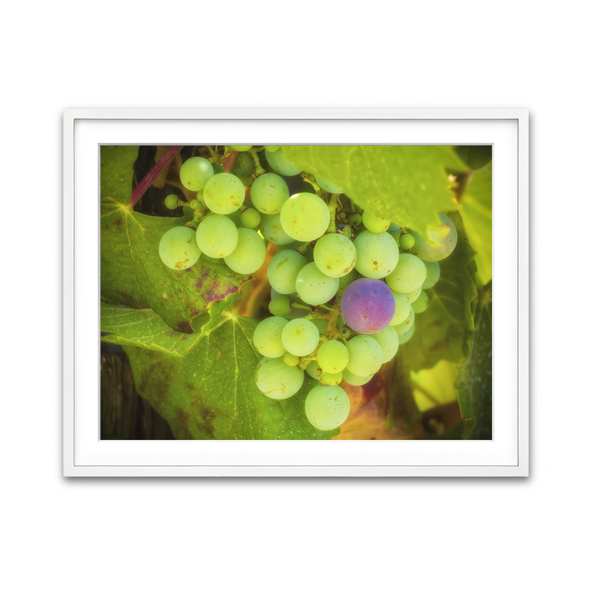 Green Purple Grapes Temecula Valley Wall Art