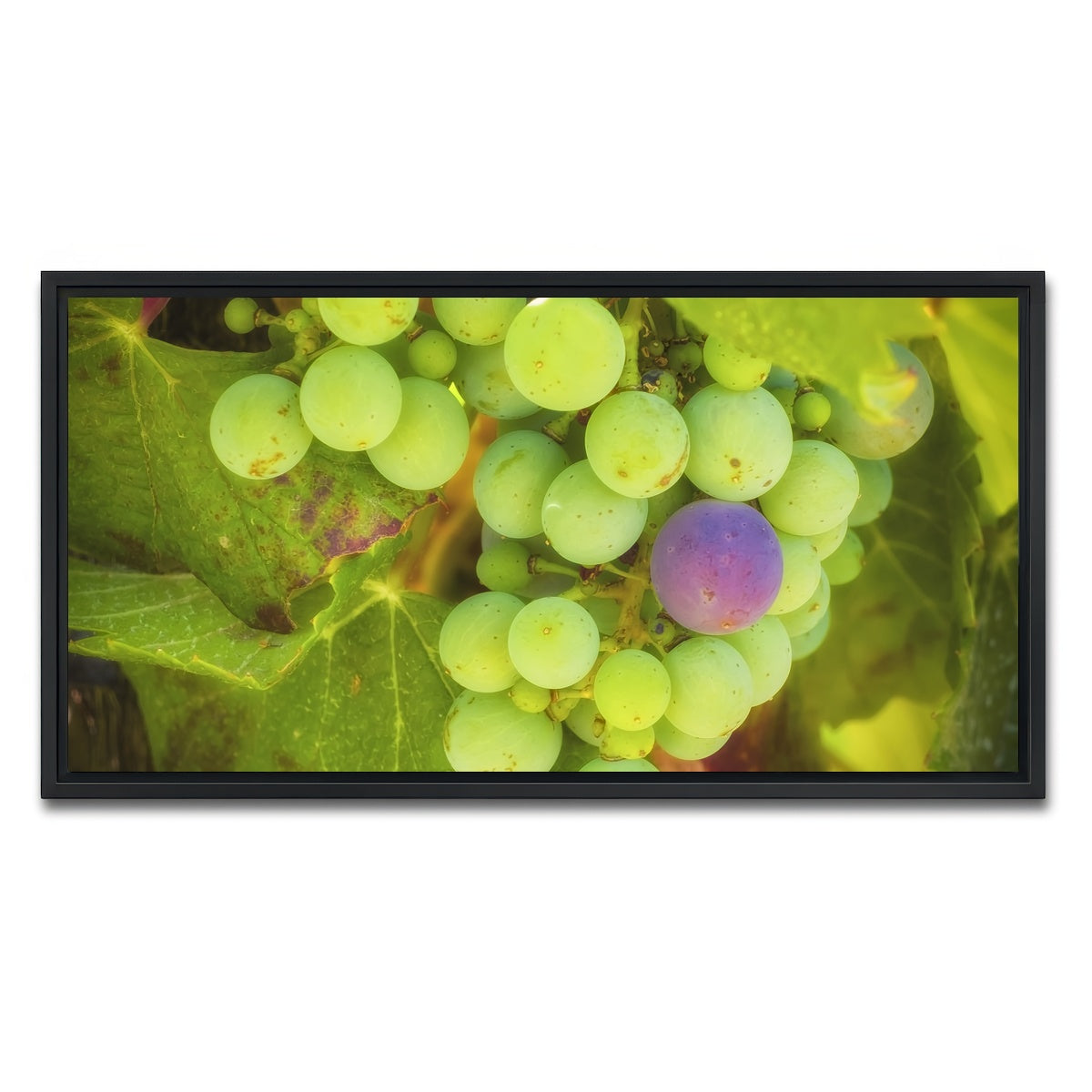 Green Purple Grapes Temecula Valley Wall Art