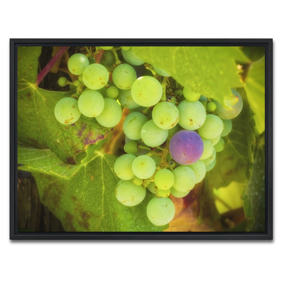 Green Purple Grapes Temecula Valley Wall Art