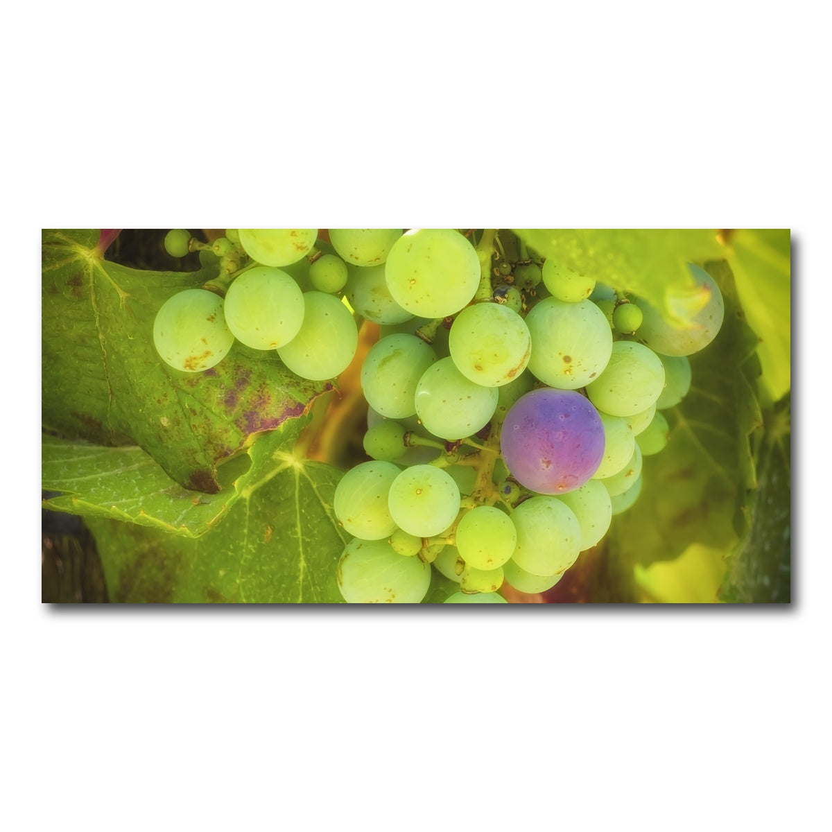 Green Purple Grapes Temecula Valley Wall Art